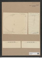 Coscinodiscus granulosus Castr. (de-Toni-Nr.: Genus 202, Species 4856) Zeichnungen Sammlung Grunow Nr. 8610 (NHMW-BOT-W0377989)